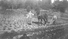 1920s Rebman scuffling potatoes