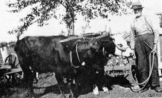 John Benzinger and his oxen