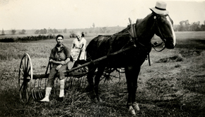 horse drawn hay rake